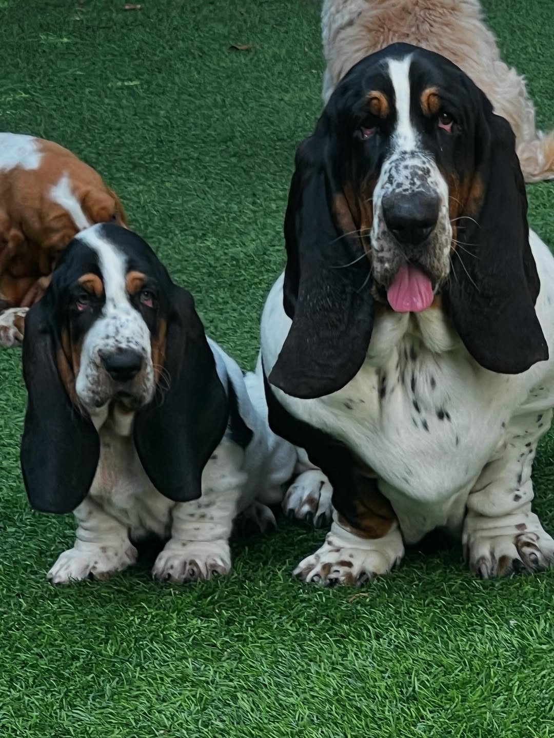 Two Basset Hounds sitting together on grass