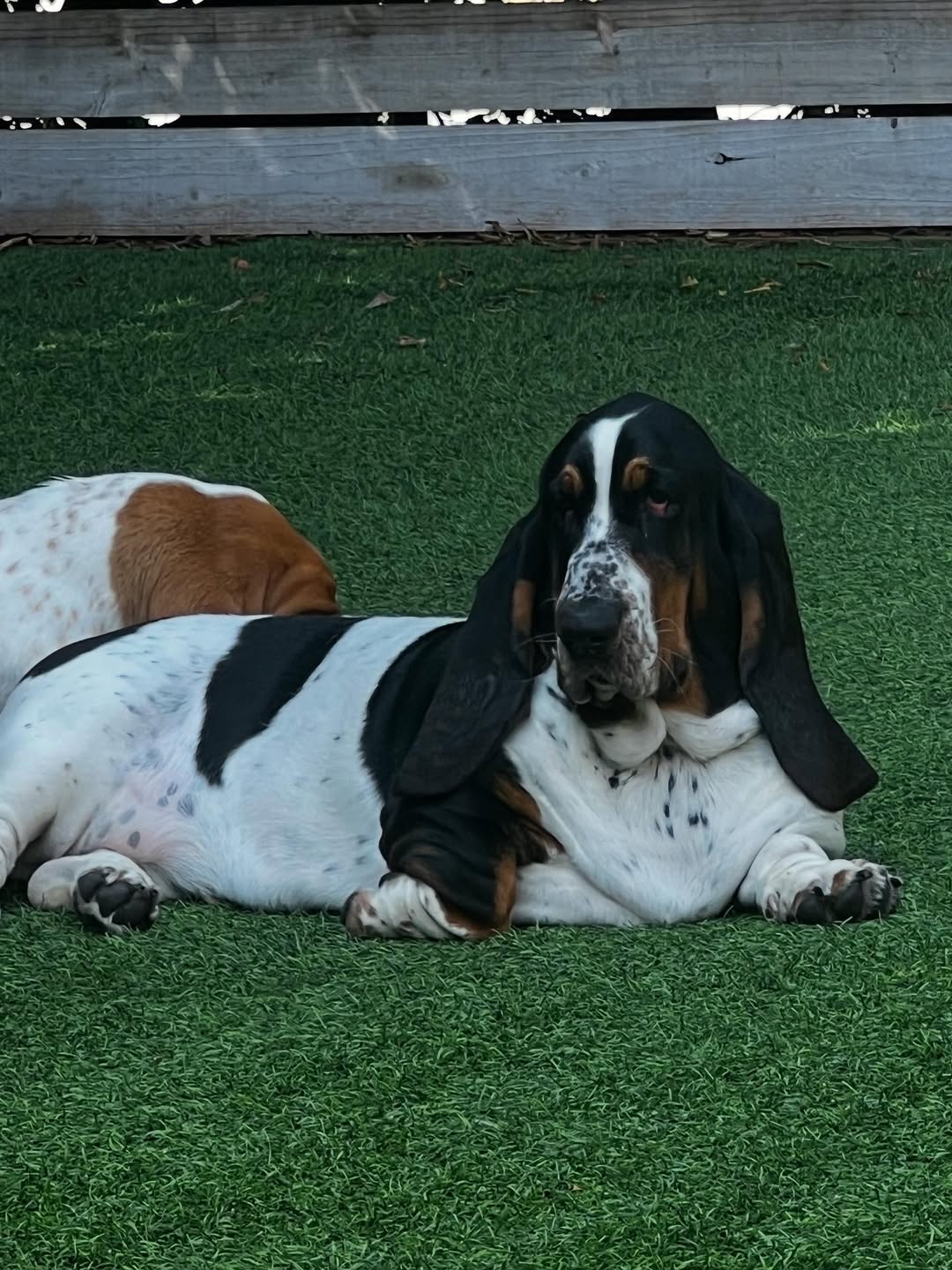 Basset Hound resting on grass