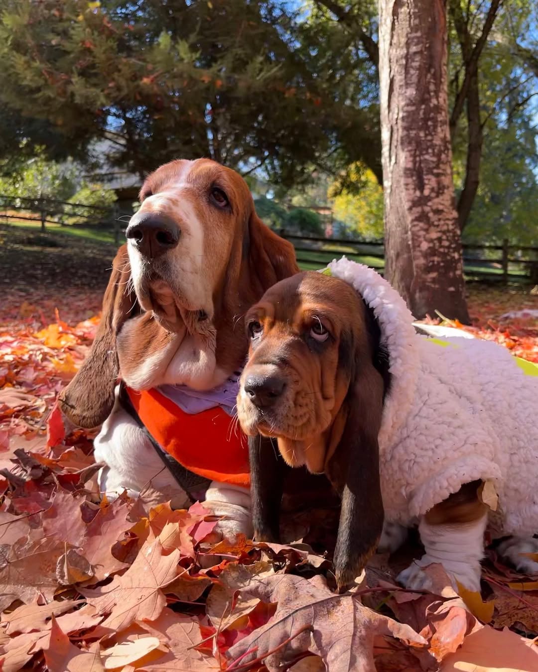 Two Basset Hounds together among autumn leaves
