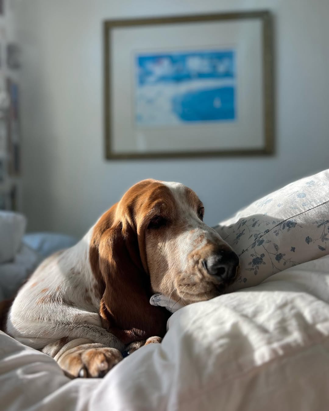 Basset Hound curled up on a bed