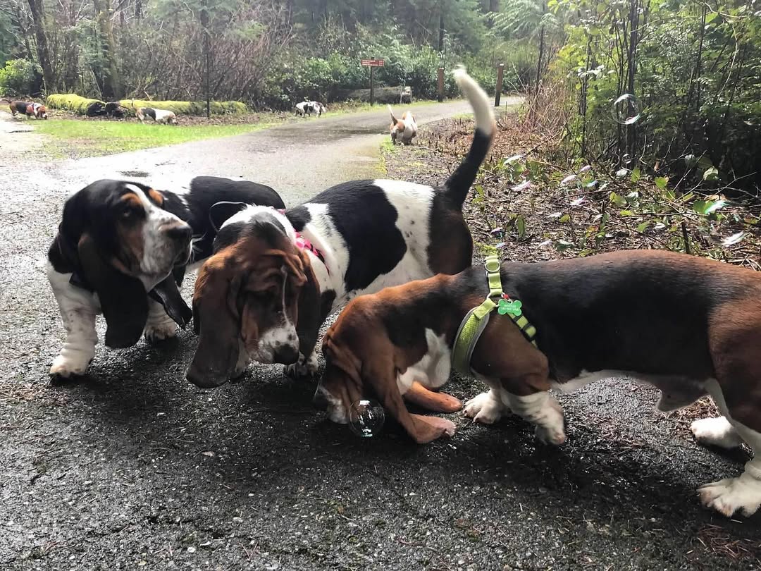 Three Basset Hounds exploring scents on a path