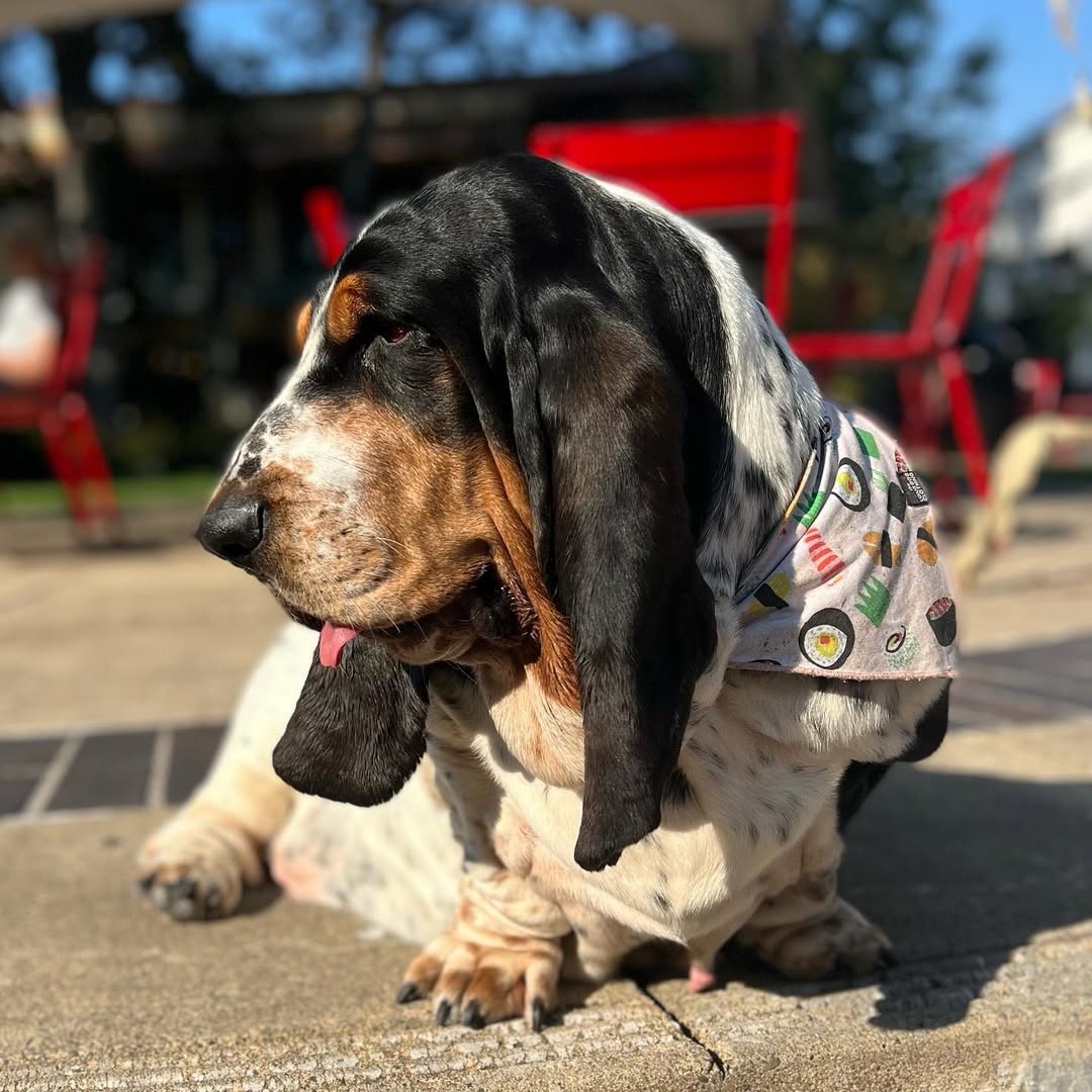 Basset Hound sitting outdoors in a patterned bandana