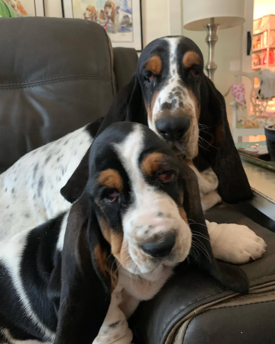 Two Basset Hounds together on a sofa